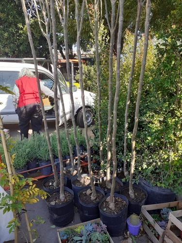 Imagen 3 de 5 de Arbol Fresno Rojo 20lts