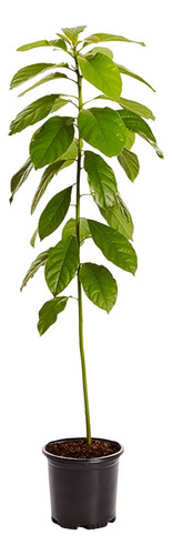 Planta Nombre Arbol Aguacate