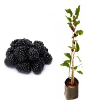 Comprar Muda De Amora Big Portuguesa Produzindo