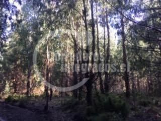 Imagen 8 de 14 de Sitio Forestal En Venta En Curacautín