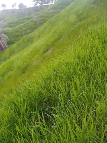 Venta Finca Ganadera, Excelente Ubicación