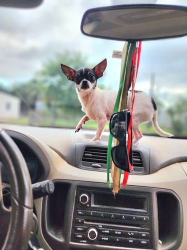 Imagen 2 de 9 de Hermoosa Chihuahua Hembrita Chuy Pinscher No