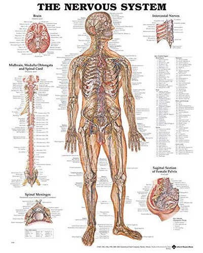 Sistema Nervioso Anatomical Chart Company