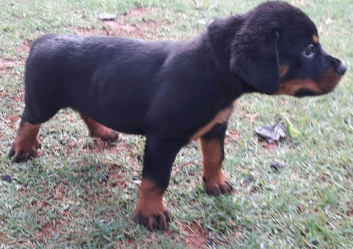 Rottweiler Filhote
