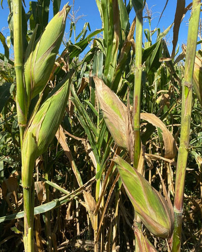 Semilla De Maiz Hibrido Amarillo Para Silo H-386 Forrajero