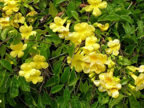 Bignonia Amarilla Unguis Cati ( Macfadyena Unguis-cati).