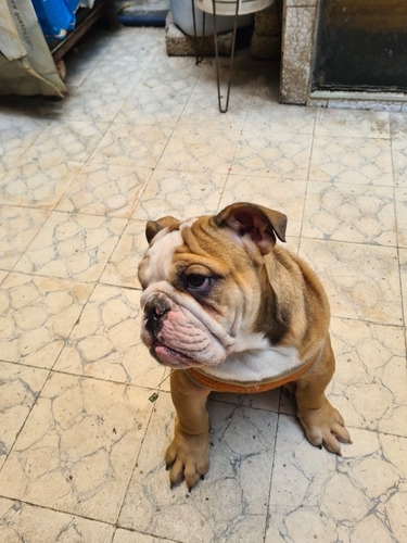 Imagen 10 de 10 de Bulldog Inglés Hembra / Cachorra De 3 Meses