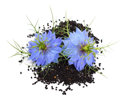 30 Sementes De Cominho Preto Black Cumin Nigella Sativa