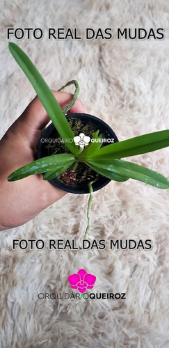 Raríssima Orquídea Vanda Negra, Muda Floração 2 Anos