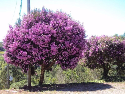Imagem 6 de 10 de 20 Sementes De Manacá Da Serra Anão Tibouchina Mutabilis