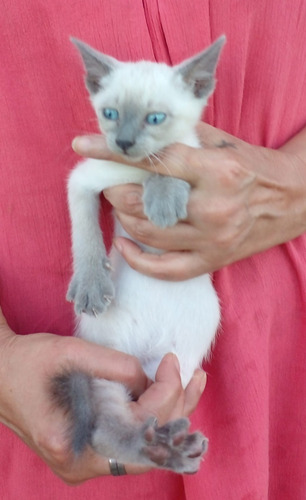 Imagen 7 de 8 de Gatitos Siameses Puros Entrega Ya .