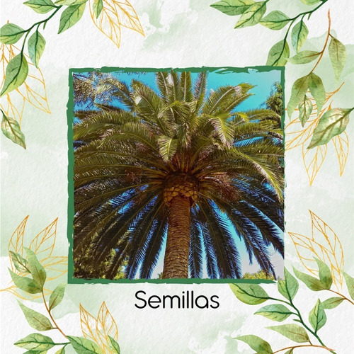 5 Semillas De Palma Phoenix Canariensis