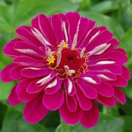 Flor Zínia Gigante Cores Sortidas Para Jardins 60 Sementes