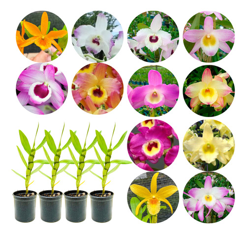 Orquidea Dendrobium Kit C/8 Mudas Raras