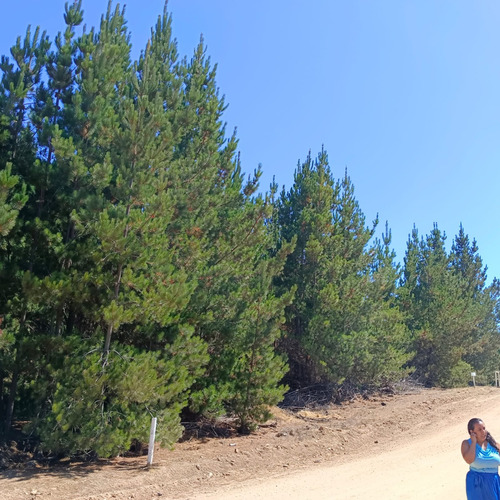 Parcela En Condominio Loma Verde 5.000 M2 Algarrobo