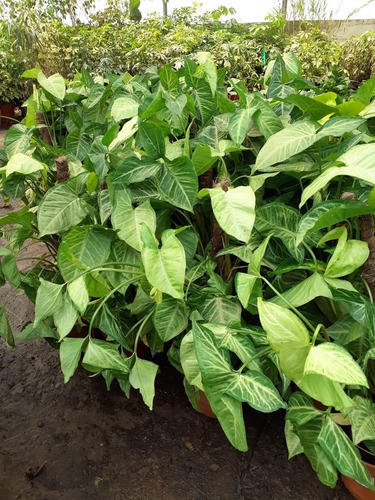 Imagen 5 de 10 de Plantas De Interior Philodendron, Potus, Pothos, Cordatum