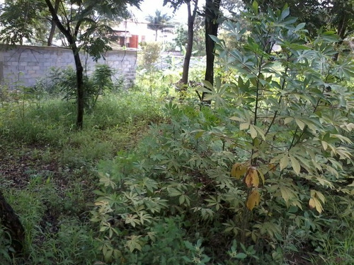 Imagem 3 de 4 de Lote - Enseada Das Garcas - Ref: 34541 - V-34541