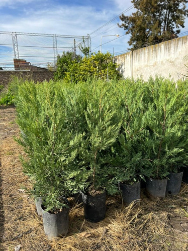 Plantas Para Cerco Vivo Leylandi Pinos Pack X30 Unidades 15mts Pleno Sol Cercos Vivos Perimetrales Vivero Mayorista (Usado)