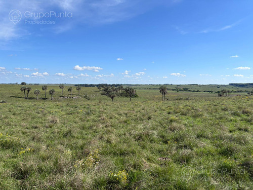 Campo En Arrendamiento - PaysandĂș
