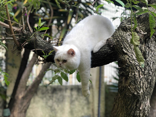 Gato Persa Para Monta - Se Recibe Gatico Como Opcion De Pago