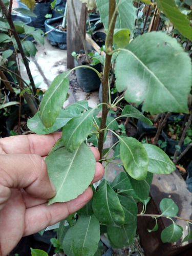 Pera Anjou Verde (árbol) 1.30 Injertada, Unica Pieza (Usado)