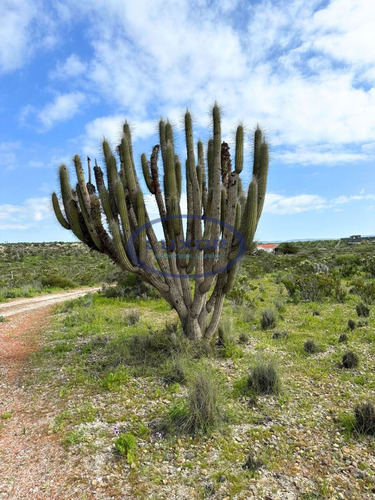 Parcela Para Familia Numerosa En Tongoy A Pasos De La Playa