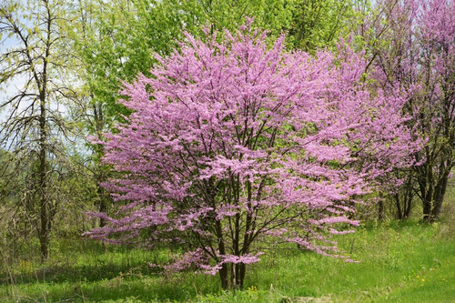 6 Semillas De Cercis Canadensis - Arbol Del Amor Codigo 829