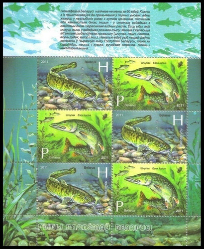 Fauna - Peces - Bielorrusia 2011 - Hojita Mint