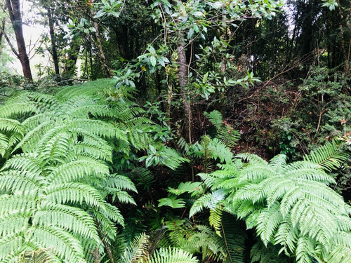 Parcela Parque Tepuhueico, Comuna De Chonchi . Chiloé
