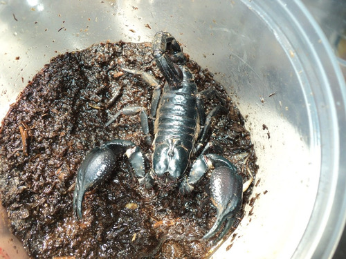 Escorpion Asiatico Heterometrus Spinifr Alimento Vivo Mantis