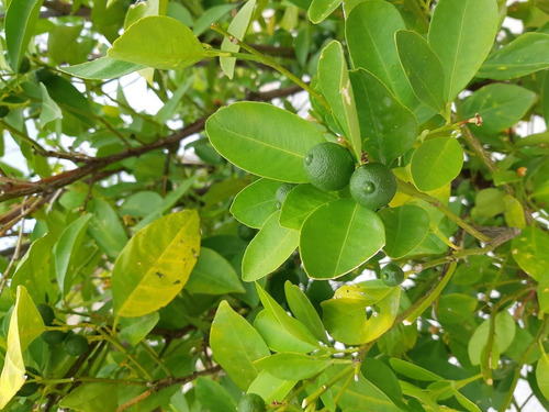 Quixaba, Erva Seca Para Chá