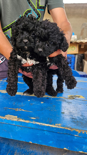  Cachorros Poodle