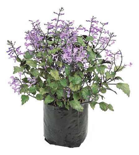 Planta Plectranthus - Amatista - Ideal Jardines - Envío