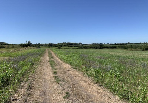 Excelente Campo En Canelones Sobre Ruta 5, 150 Has Agricolas.