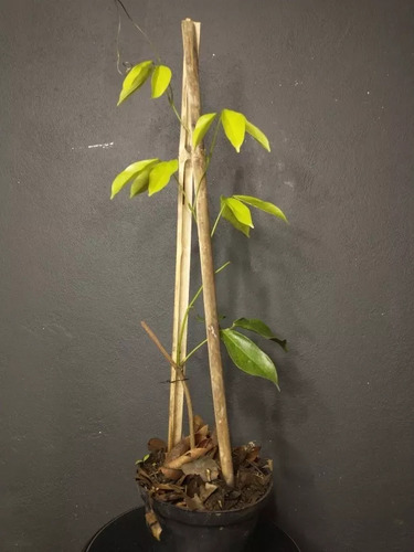Enredadera De Jade Strongylodon Macrobotrys