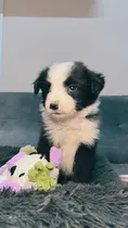 Comprar Border Collie Super Calidad Negro