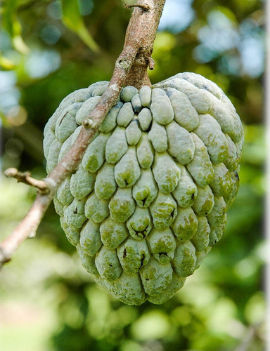 Semillas De Fruta Del Conde Anon Annona Escuamosa Muy Dulce!