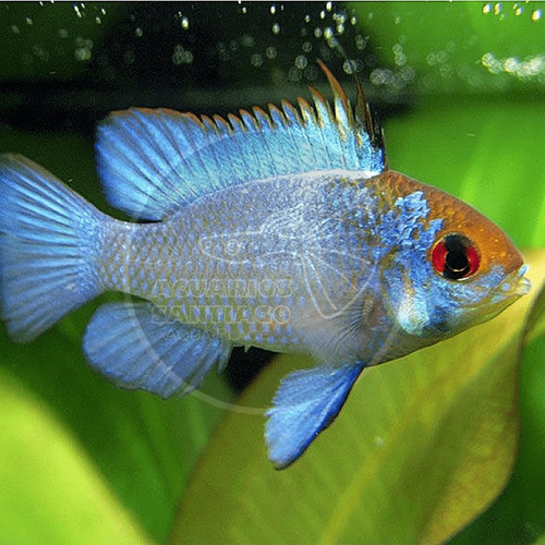 Pez Ramirezi Electric Blue