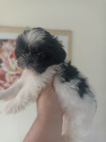 Vendo Filhotes De Shih Tzu