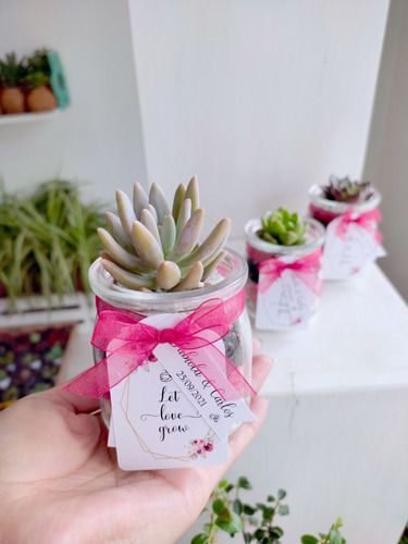Imagen 10 de 10 de Recuerdos Souvenirs Plantas Vivas Terrarios