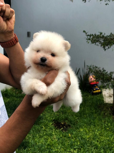 Pomerania Hembras Miniatura A Meses Sin Intereses! 