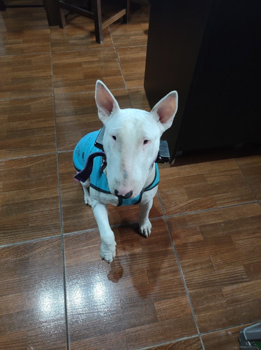 Imagen 4 de 5 de Bull Terrier Ingles
