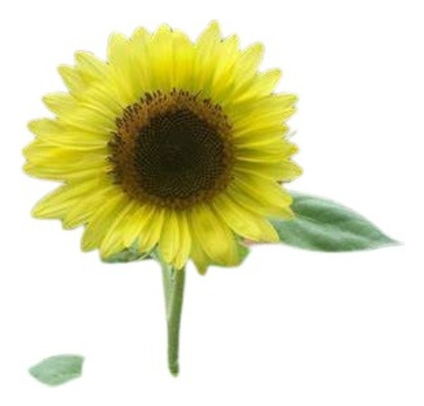 Semillas De Girasol Lemon Queen Prosperidad 