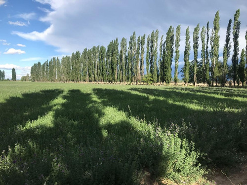 Imagen 7 de 30 de Finca De 62 Ha - General Alvear- Mendoza