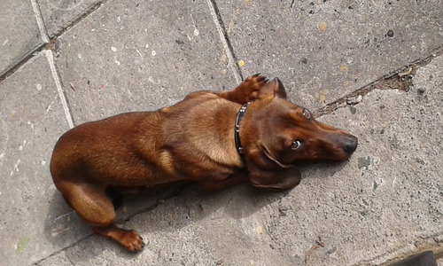 Vendo Cachorro Dushound