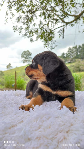 Rotweiler Cachorros Precio Especial Mascotas Rionegro
