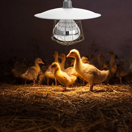 Lámparas De Calor Para Pollos, Lechones, Lámpara De Calor