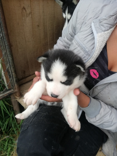 Vendo Preciosos Cachorritos Lobitos Siberiano