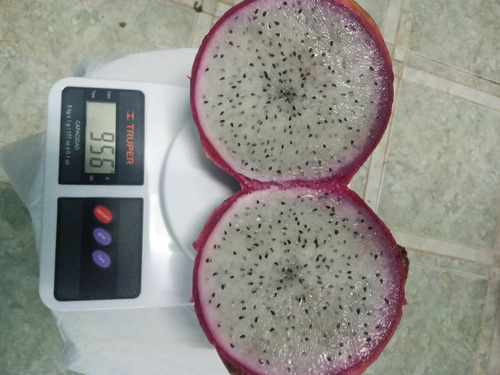 Imagen 1 de 6 de 100 Esquejes De Pitahaya Rosa(h. Andatus)