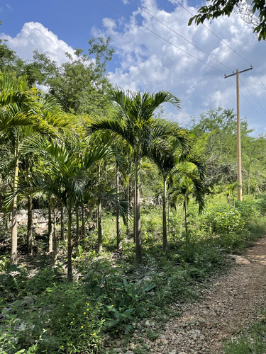 Venta De Finca De 103 Hectáreas A 24 Km De Mérida 